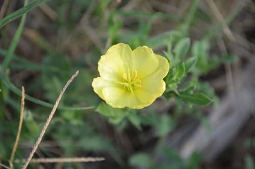 Seabeach Evening-primrose