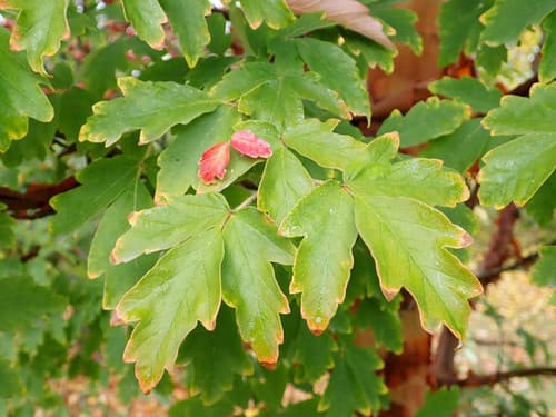 Paperbark Maple Bonsai