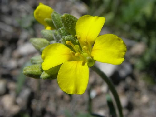 Gordon's bladderpod