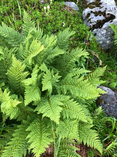 American Alpine Lady Fern