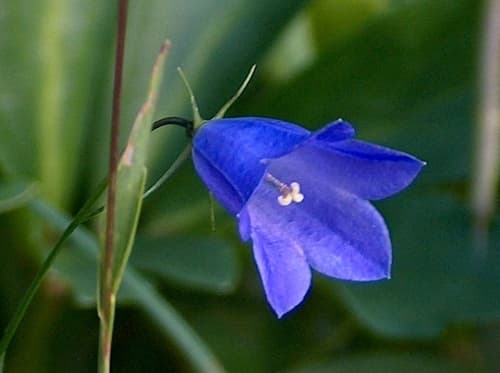 Scheuchzer's Bellflower