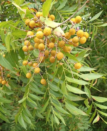 Western Soapberry