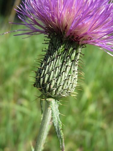 Flodman's thistle