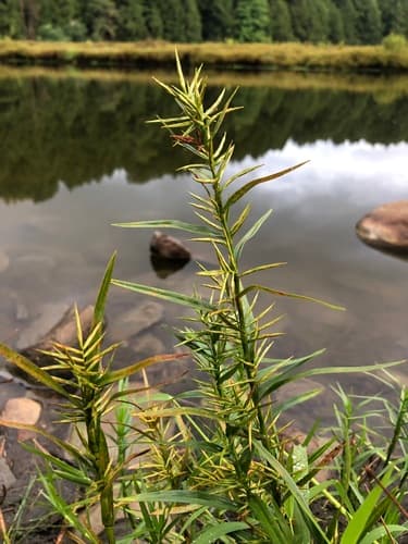 Three-way Sedge Bonsai