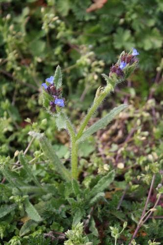 Small Bugloss