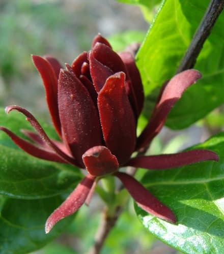 Carolina sweetshrub
