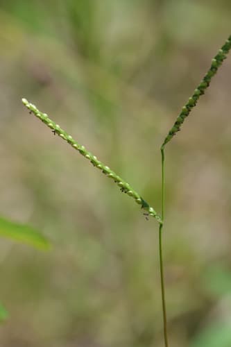 Thin Paspalum