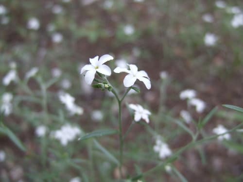 Pasture Heliotrope