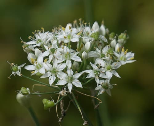 Garlic Chives