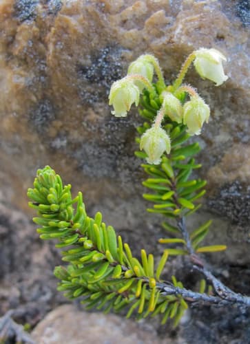 Yellow Mountain-heath Bonsai