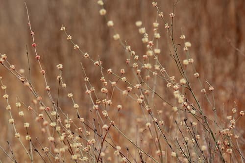 Long-stemmed Buckwheat