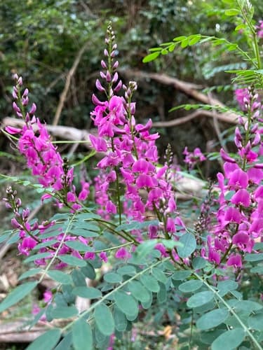 Australian Indigo Bonsai