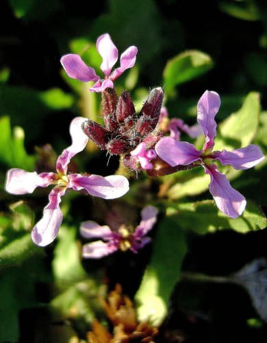Crossflower (Not a Bonsai Specimen)