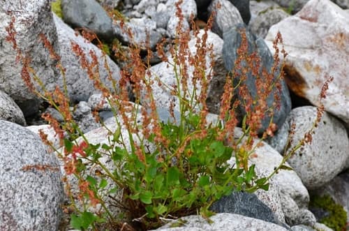 French Sorrel Bonsai