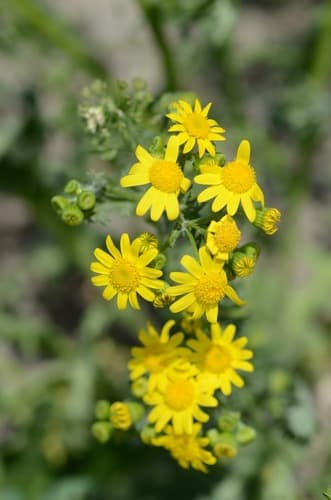Eastern Groundsel