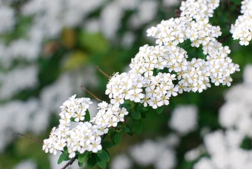 Reeve's Spirea Bonsai