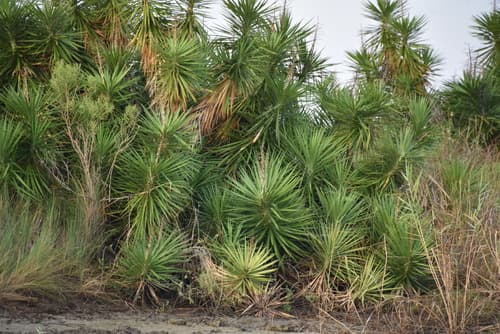 Aloe Yucca Bonsai Forest
