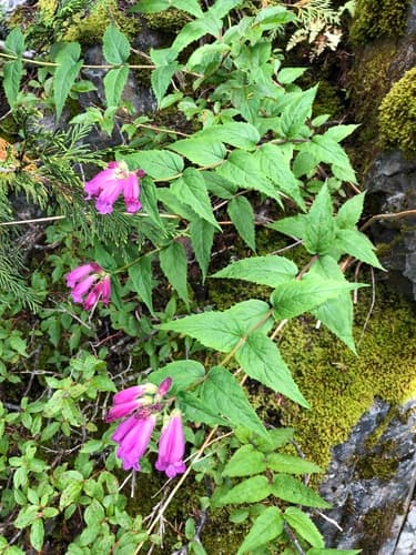 Woodland Beardtongue