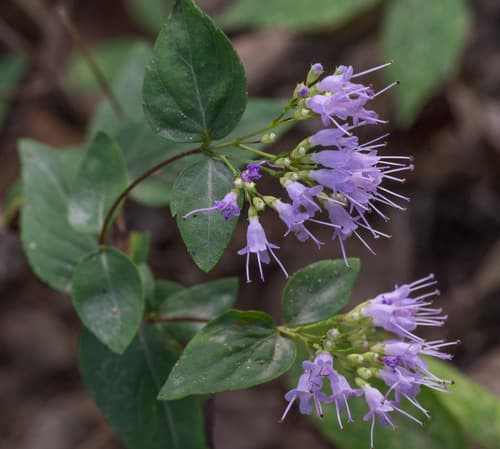 Common Dittany Plant