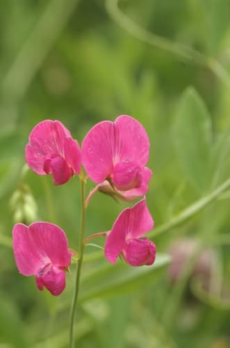 Tuberous Pea