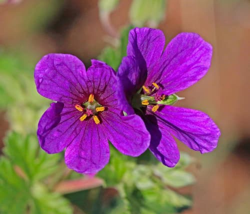 Texas stork's bill