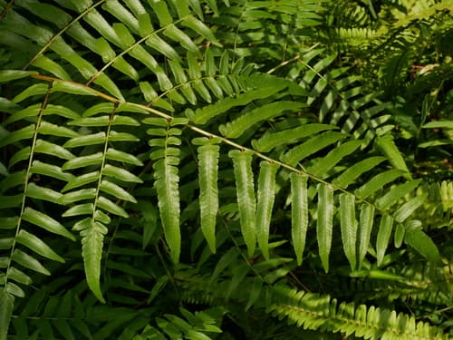 Vegetable Fern