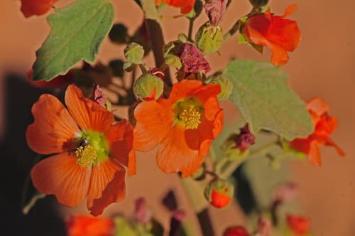 Small-leaf Globemallow Bonsai