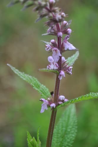 Marsh Hedge Nettle