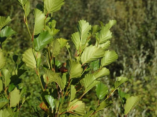 Iberian Alder