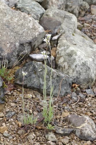 Drummond's Rockcress