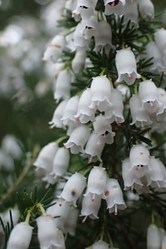 Portuguese Heath Bonsai