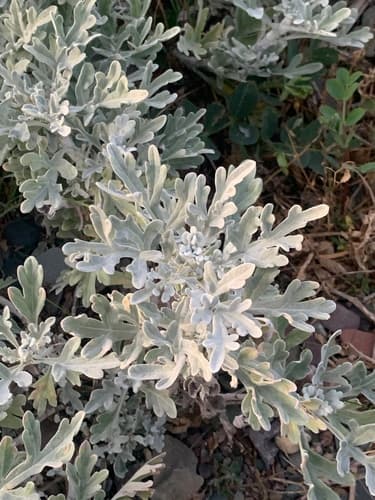 Hoary Mugwort