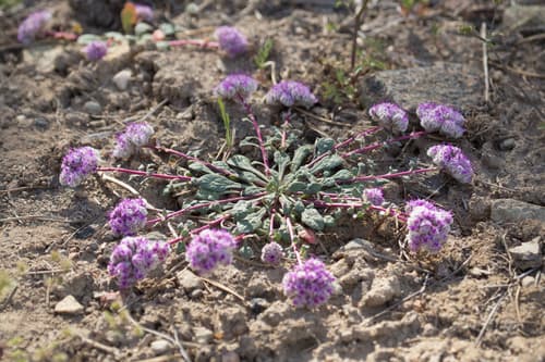 One-seeded Pussypaws