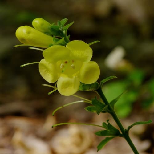 downy yellow false foxglove