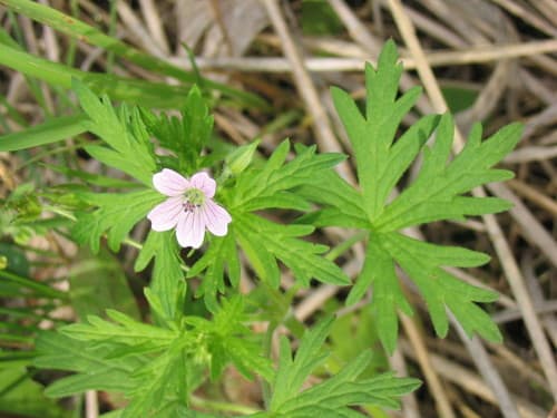 Northern Cranesbill