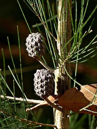 Black Sheoak Bonsai
