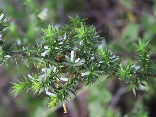 Prickly Beard-heath