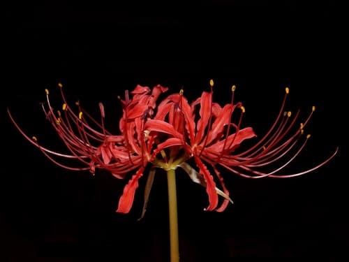Red Spider Lily