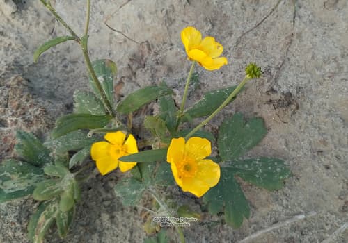 Ranunculus propinquus