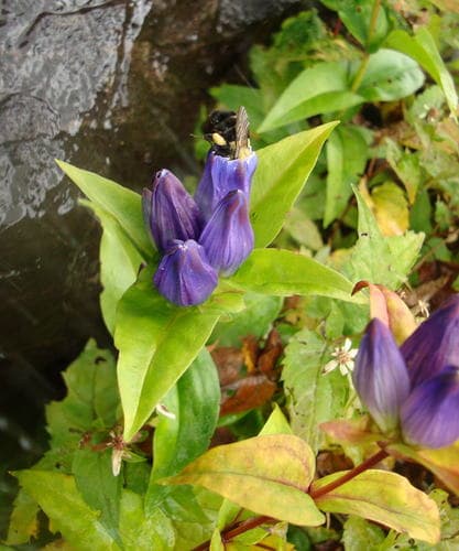 Bottle Gentian Plant