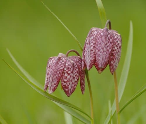 Snake's-head Fritillary