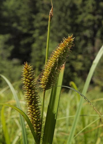 Northwest Territory sedge