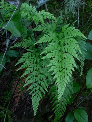 Western Black Spleenwort