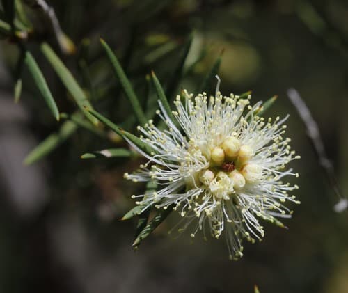 Prickly-leaved Paperbark