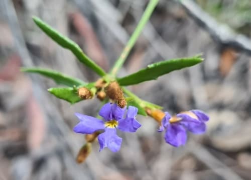 Blue Dampiera Bonsai