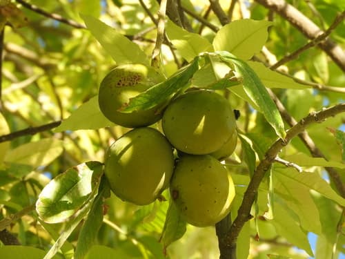 White Sapote (Casimiroa edulis) Branch with Fruit