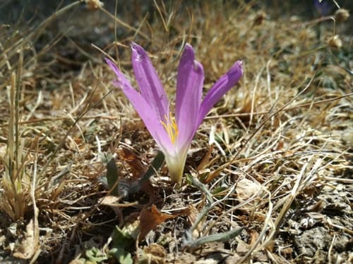 False Meadow Saffron