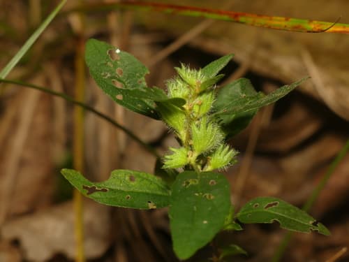 Virginia Three-seed Mercury