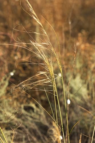 Dwarf Feather Grass