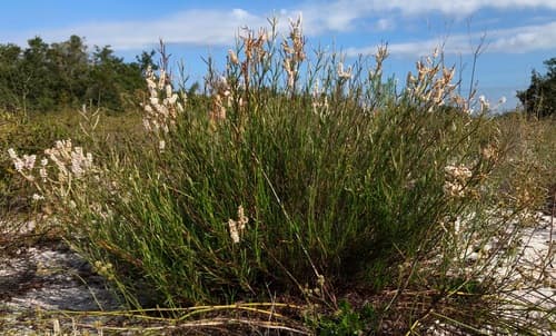 Sandhill wireweed